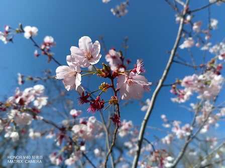均衡体验 更入人心 荣耀V40轻奢版全面评测