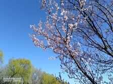 均衡体验 更入人心 荣耀V40轻奢版全面评测