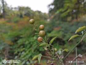 荣耀20青春版值得买吗？荣耀20青春版全面评测
