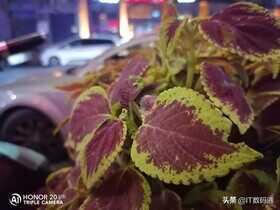 荣耀20青春版值得买吗？荣耀20青春版全面评测