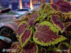 荣耀20青春版值得买吗？荣耀20青春版全面评测