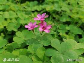 荣耀20青春版值得买吗？荣耀20青春版全面评测