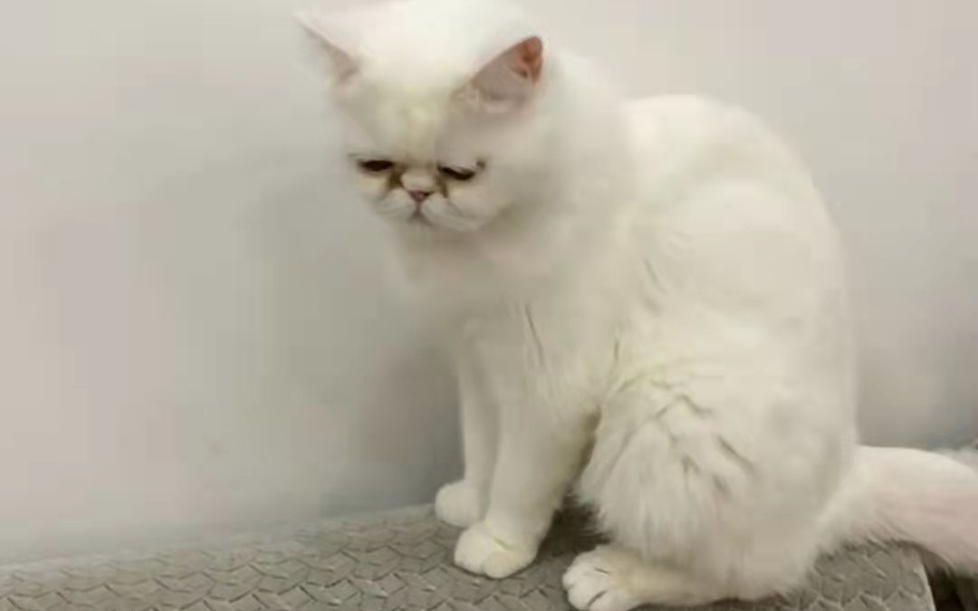 哈尔滨新冠肺炎确诊病例家中3只猫两次核酸呈阳性,被执行安乐死