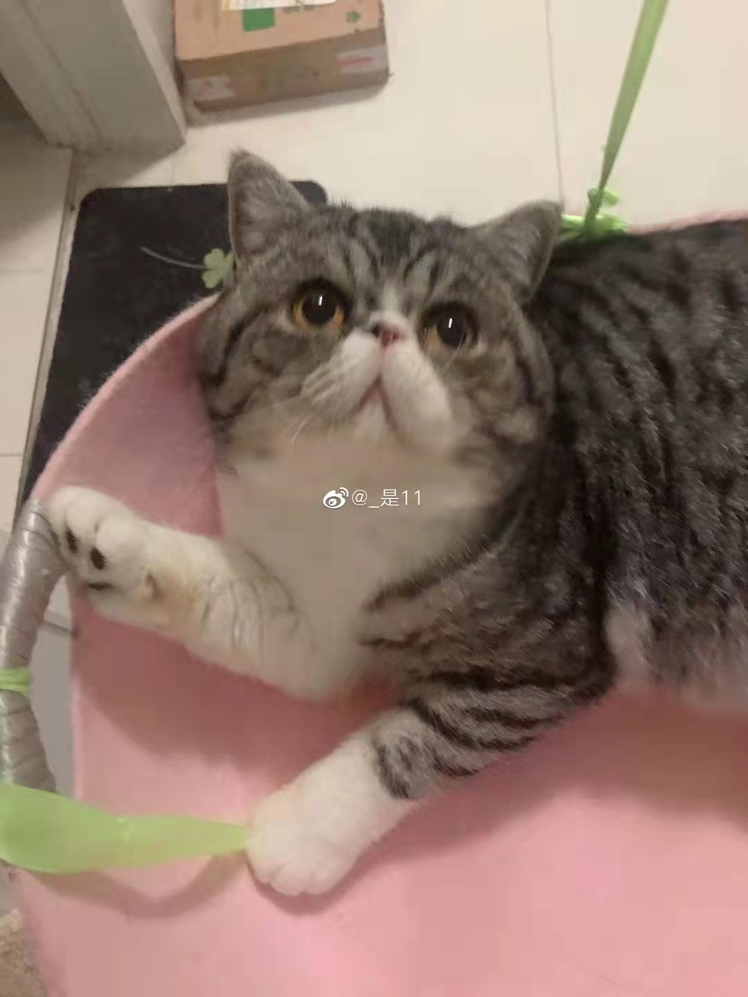 哈尔滨新冠肺炎确诊病例家中3只猫两次核酸呈阳性,被执行安乐死