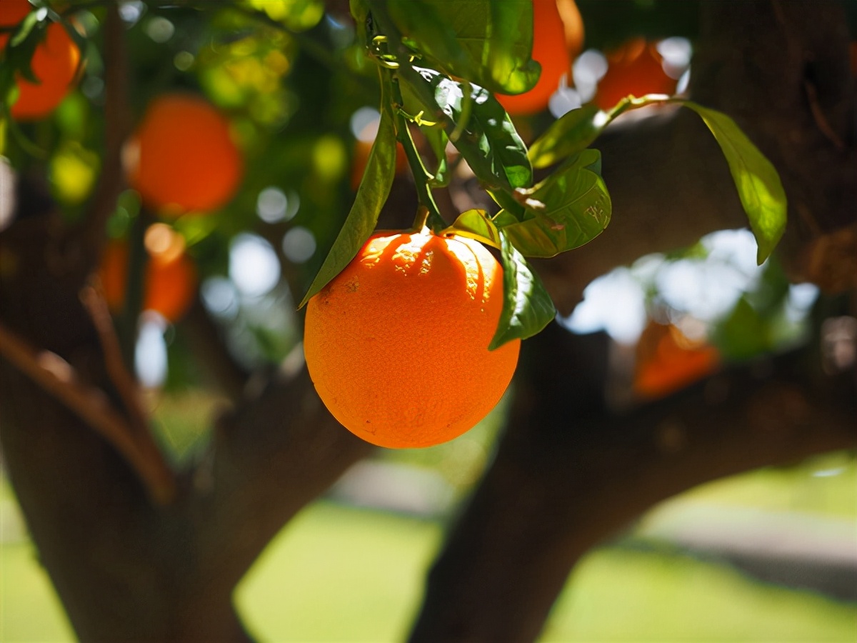 捐橘子为国家做研究的老板找到了：获正能量奖金1千元！本人发声