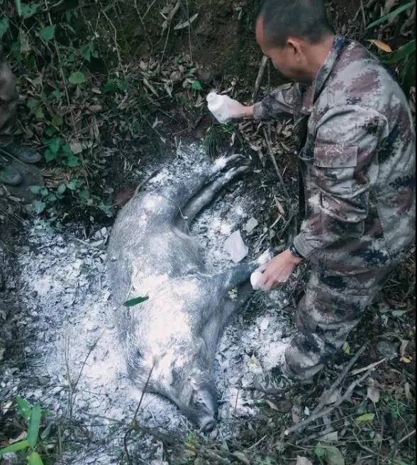 野猪泛滥成灾捕杀后能吃吗?专家:法律规定禁止食用野生动物