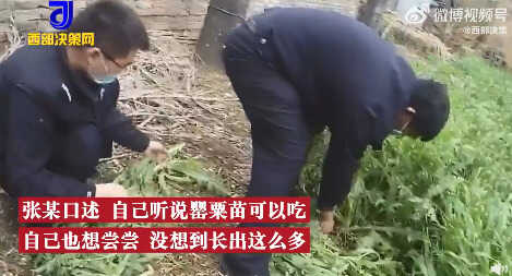 男子为尝鲜荒院内种250株罂粟苗 ：想尝尝什么味，没想到长出这么多