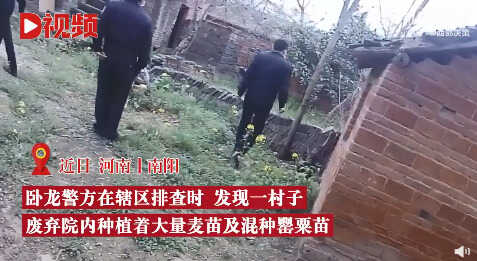 男子为尝鲜荒院内种250株罂粟苗 ：想尝尝什么味，没想到长出这么多