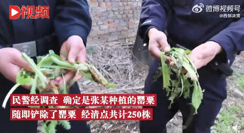 男子为尝鲜荒院内种250株罂粟苗 ：想尝尝什么味，没想到长出这么多