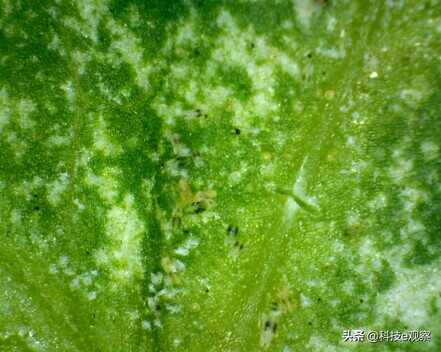 艾尼提(Anyty)便携式视频显微镜助力户外教学