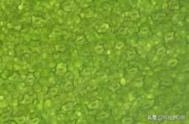 艾尼提(Anyty)便携式视频显微镜助力户外教学