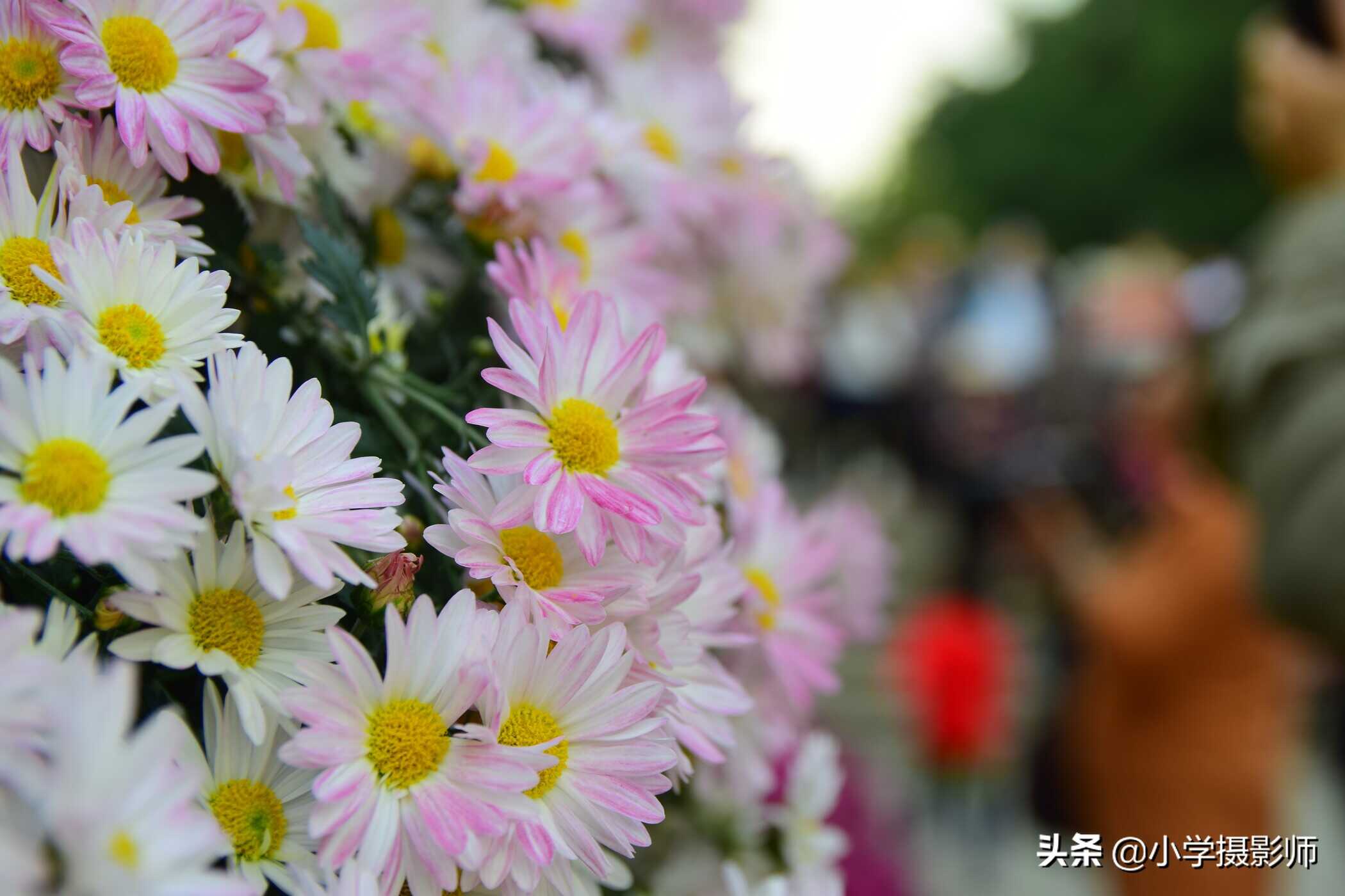 入门级“牛头”F2.8恒定大光圈只售1799元,适马17-50 F2.8