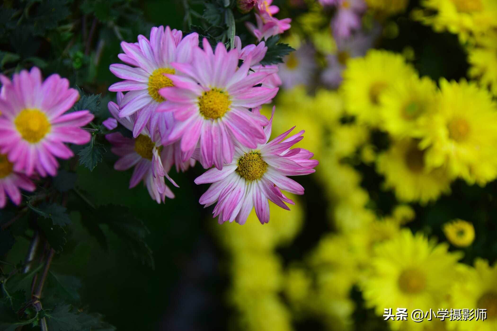 入门级“牛头”F2.8恒定大光圈只售1799元,适马17-50 F2.8