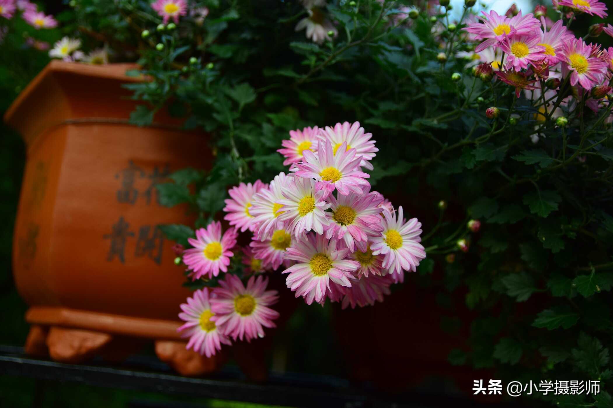 入门级“牛头”F2.8恒定大光圈只售1799元,适马17-50 F2.8
