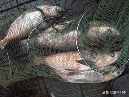 老师傅教的抛竿钓鲢鳙，钓组装备原来如此重要