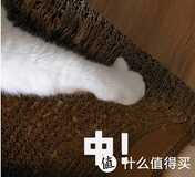 我只吃饭不洗碗,美的P60/B3/P40洗碗机怎么选?