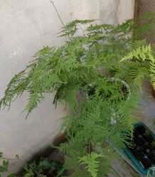 养好文竹,有4个方法,株型挺拔郁郁葱葱,长得很快