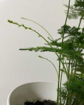 养好文竹,有4个方法,株型挺拔郁郁葱葱,长得很快