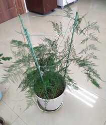 养好文竹,有4个方法,株型挺拔郁郁葱葱,长得很快
