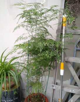 养好文竹,有4个方法,株型挺拔郁郁葱葱,长得很快