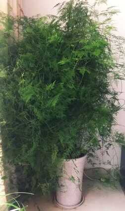 养好文竹,有4个方法,株型挺拔郁郁葱葱,长得很快