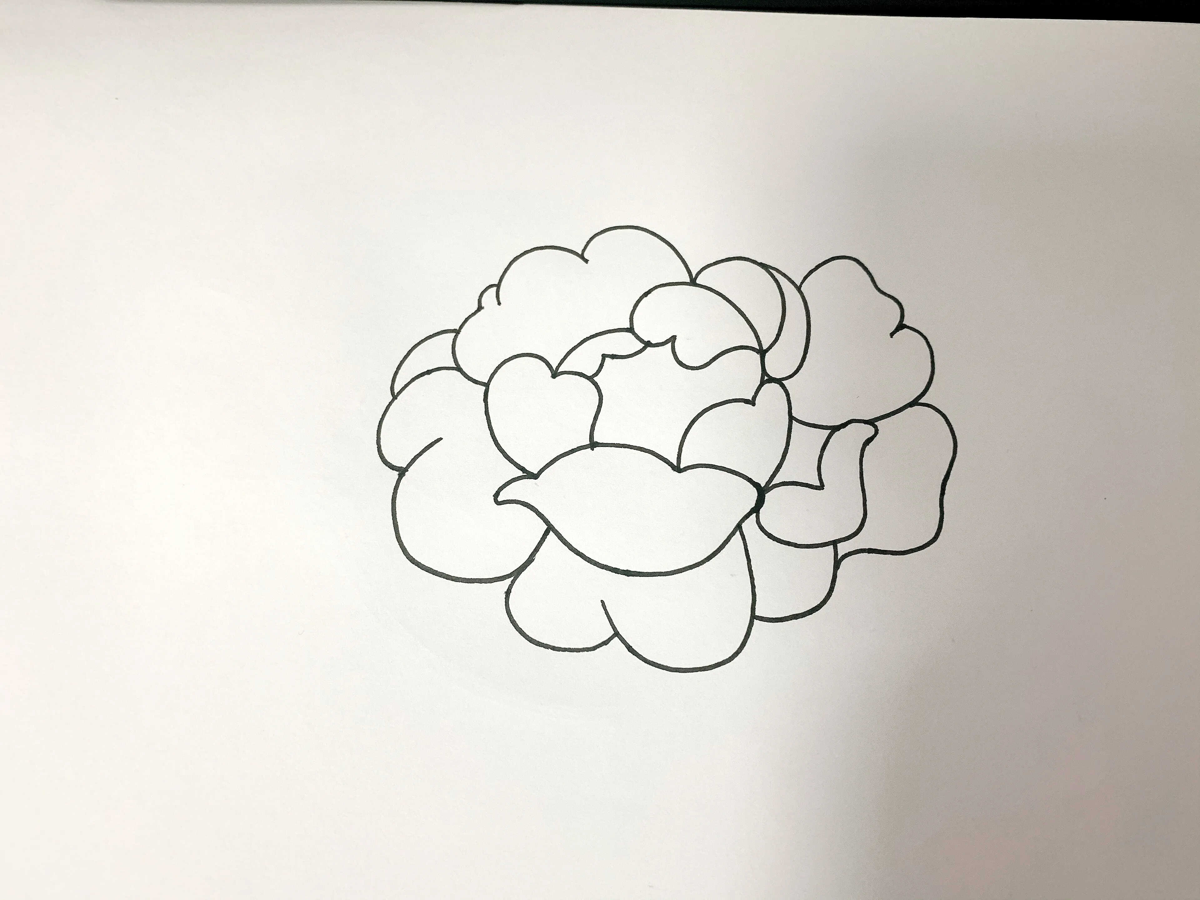 针管笔手绘玫瑰花,6步详细教学,你不来看看?