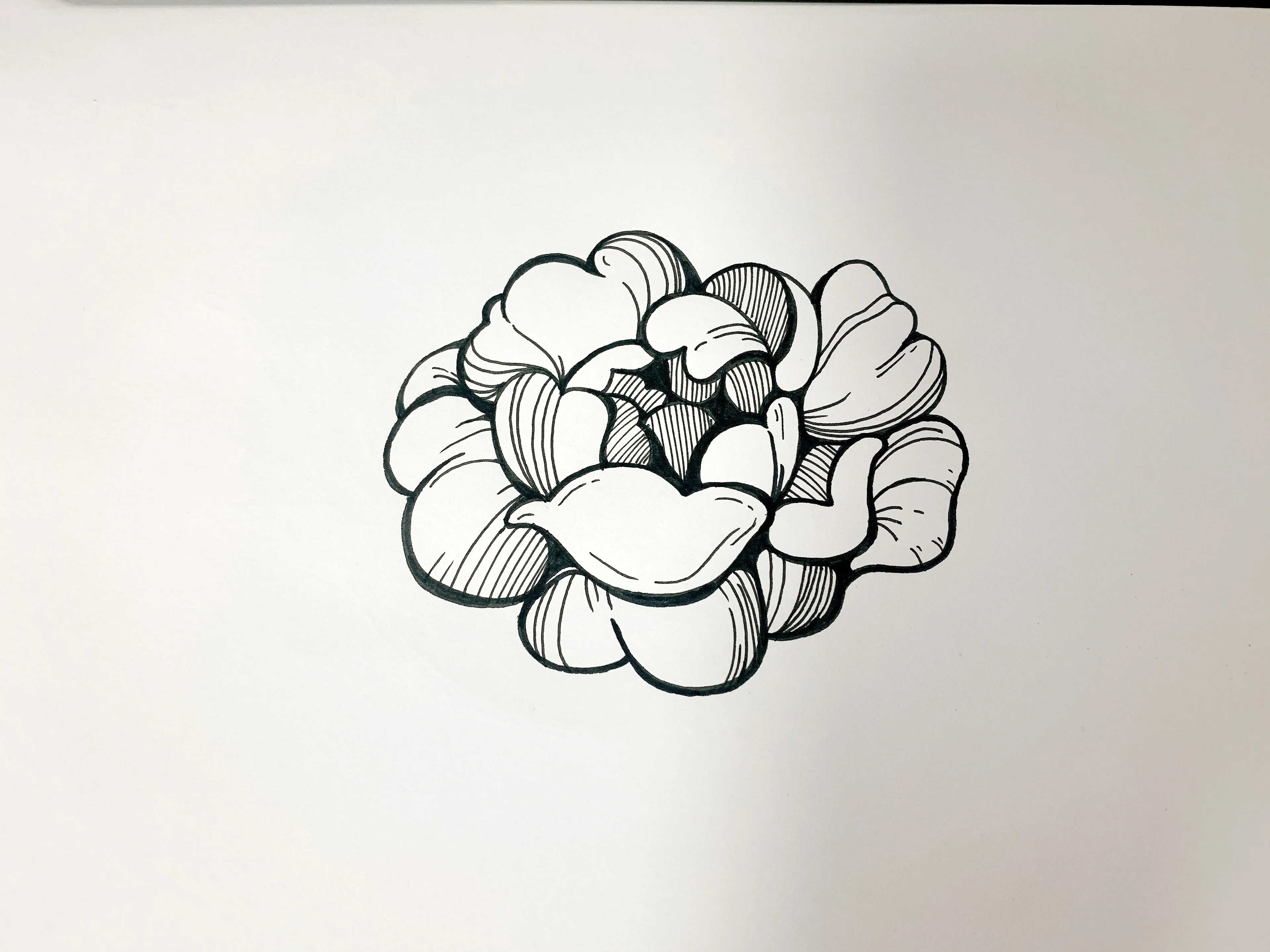 针管笔手绘玫瑰花,6步详细教学,你不来看看?