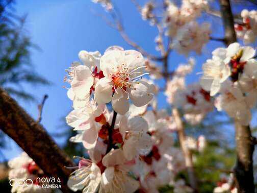 华为nova4全方位评测:好看又能打