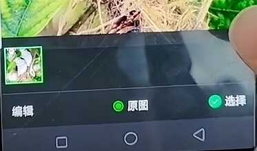 用手机拍照,如何给照片添加文字,这个小妙招一学就会