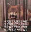 cpu使用率过高怎么解决（解决问题只用四招就够了）