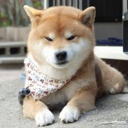 苹果指纹怎么录入指纹(iPhone录入指纹小技巧)