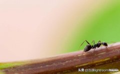 怎么用微距镜头（微距镜头使用）