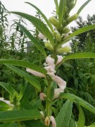 苹果手机怎么删除微信聊天记录（彻底删除微信聊天记录教程）