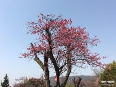 苹果手机压缩图片怎么操作（压缩图片大小的方法详述）