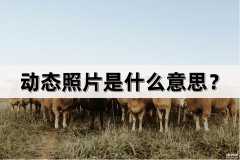 相机里有个动态照片是什么意思（教你制作动态照片的教程）