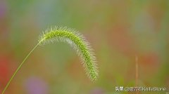 如何虚化照片背景人物(四招拍出漂亮的背景虚化技巧)