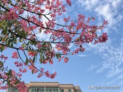 hdr怎么开启苹果手机（智能手机HDR的正确打开方式）