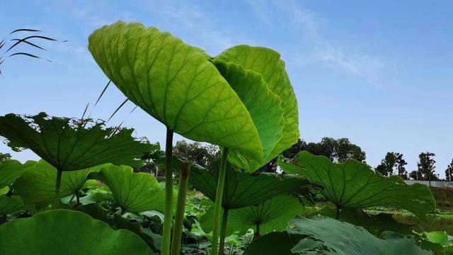 presence 还有“风度”的意思,你知道吗?
