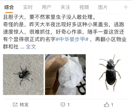 北京有网友在家发现大量黑虫,到底是什么情况呢?专家给出解释