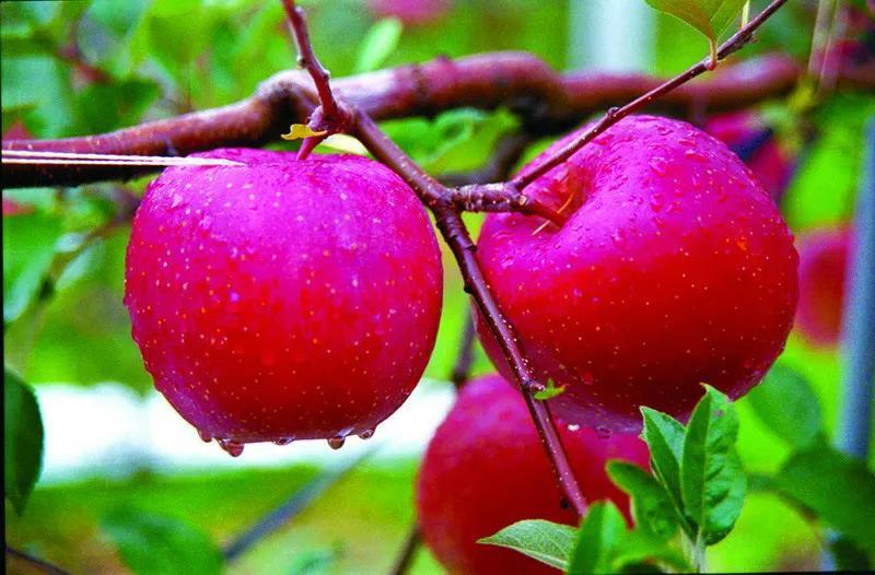 分享图片一一组最美的苹果