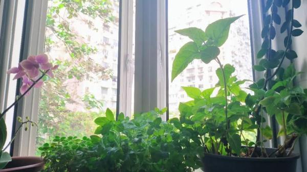 阳台上的最美风景，都是“捡”来的→