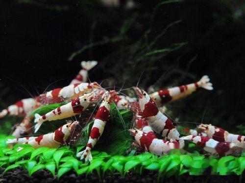 天空蓝魔、黄金巨手、血钻......养个虾整个人都中二了