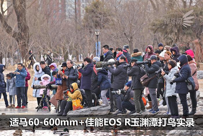 适马60-600mm+佳能EOS R玉渊潭打鸟实录