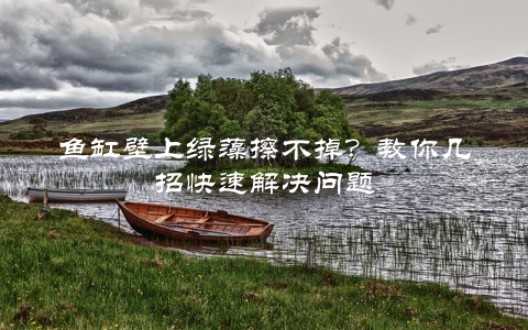 鱼缸壁上绿藻擦不掉？教你几招快速解决问题