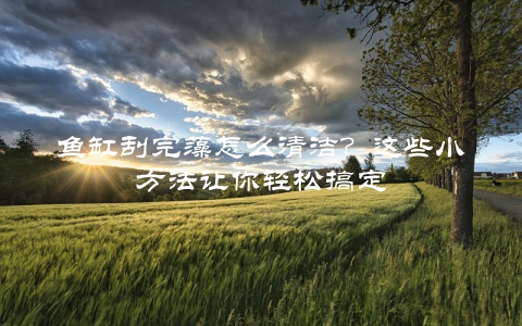 鱼缸刮完藻怎么清洁？这些小方法让你轻松搞定