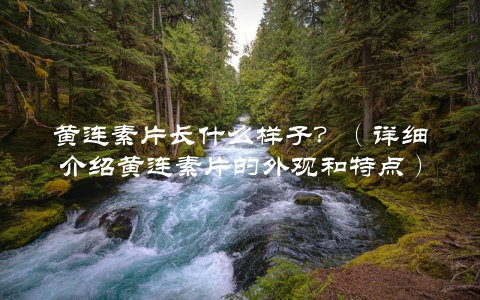 黄连素片长什么样子？（详细介绍黄连素片的外观和特点）