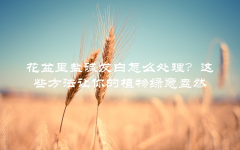 花盆里盐碱发白怎么处理？这些方法让你的植物绿意盎然