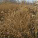 聊城传奇(老周系列之传奇)