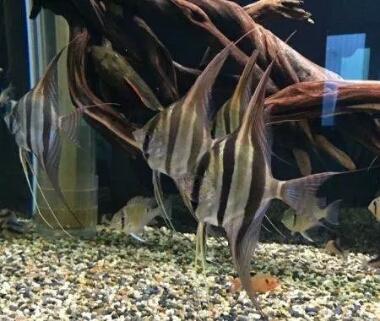 新手养殖燕鱼，可以从这些品种着手！