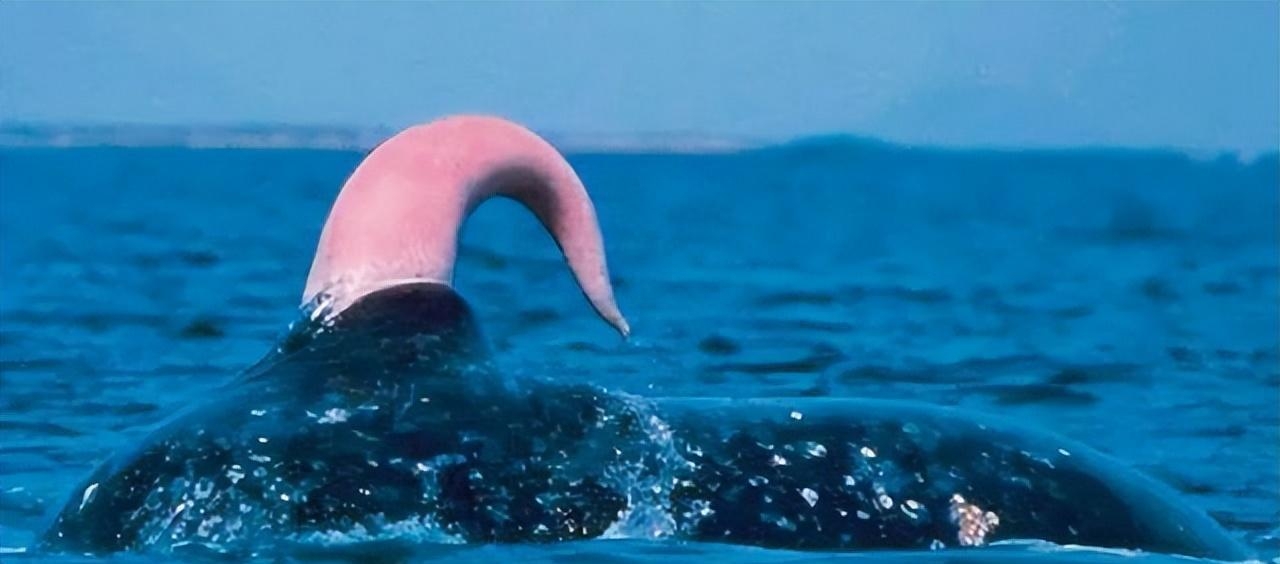 令人大开眼界的一组图片,奇怪的知识又增加了